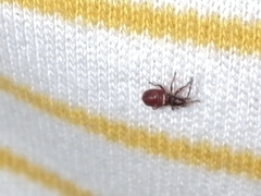 Oxycarenus lavaterae