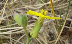 Diplotaxis tenuifolia