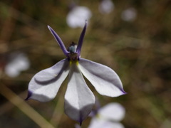 Lobelia tenera