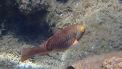 Sparisoma cretense