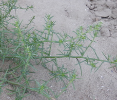 Salsola kali
