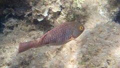 Sparisoma cretense