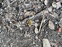 Eleutherodactylus marnockii