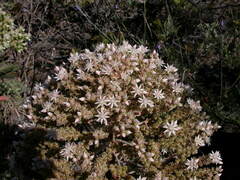 Aeonium