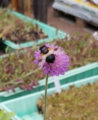 Volucella pellucens