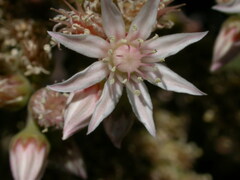 Aeonium