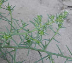 Salsola kali