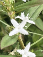 Diodia