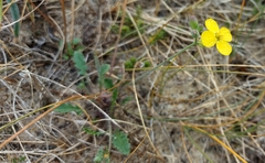 Diplotaxis tenuifolia
