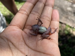 Eleutherodactylus marnockii