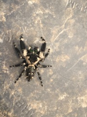 Phidippus otiosus