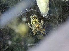Cyrtophora citricola