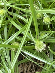 Cyperus brevifolius