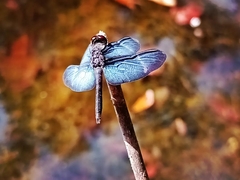 Zenithoptera lanei