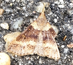 Renia discoloralis