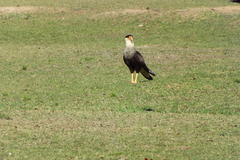 Caracara plancus