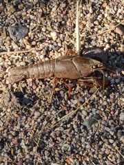 Faxonius virilis