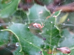 Cyrtophora citricola