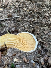 Phyllotopsis nidulans