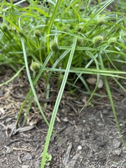 Cyperus brevifolius