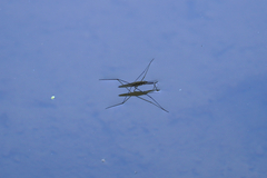 Aquarius najas
