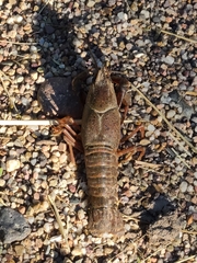 Faxonius virilis