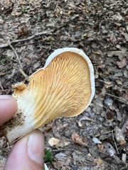 Phyllotopsis nidulans