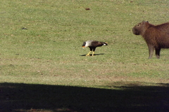 Caracara plancus