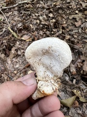 Phyllotopsis nidulans