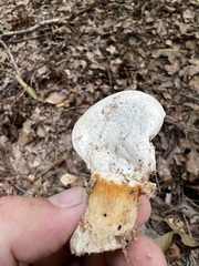 Phyllotopsis nidulans