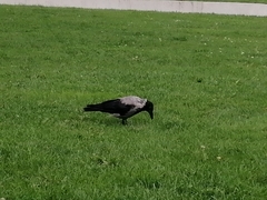 Corvus cornix