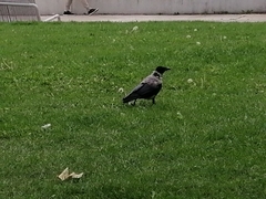 Corvus cornix
