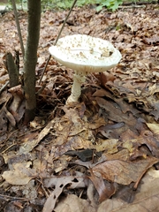Amanita citrina