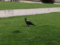 Corvus cornix