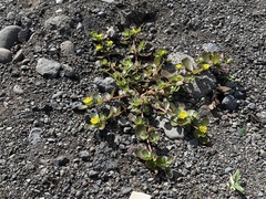 Portulaca lutea