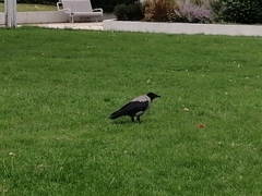 Corvus cornix