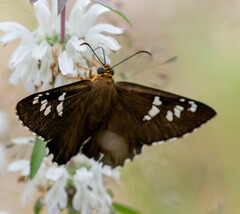 Apyrrothrix araxes