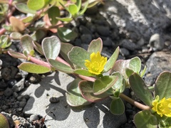 Portulaca lutea