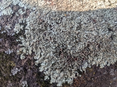 Lecanoromycetidae