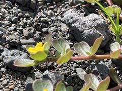 Portulaca lutea