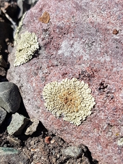 Protoparmeliopsis muralis