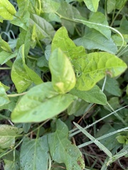 Convolvulus arvensis