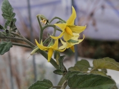 Solanum lycopersicum