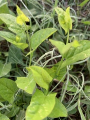 Convolvulus arvensis