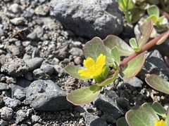 Portulaca lutea