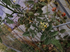 Solanum lycopersicum