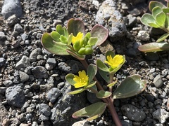 Portulaca lutea