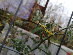 Solanum lycopersicum