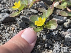 Portulaca lutea