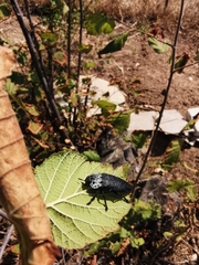 Capnodis tenebrionis